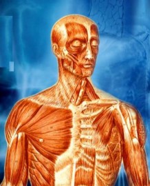 Superinteressante Colees - O Corpo Humano