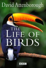 BBC A Vida Dos Pssaros - The Life of Birds - David Attenborough - Legendado - Digital
