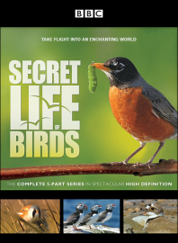 BBC A Vida Secreta das Aves - Secret Life of Birds - Legendado - Digital